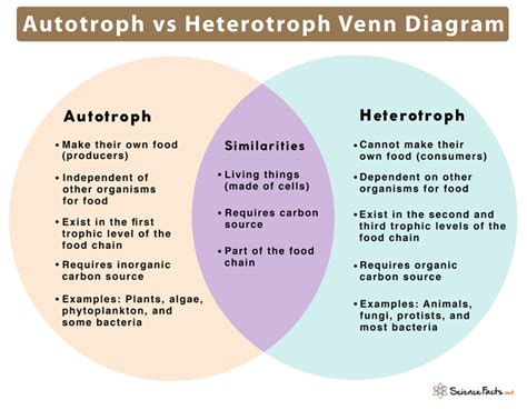 Autotrophs And Heterotrophs Venn Diagram Autotrophs Vs Heterotrophs Worksheet - Autotrophs Vs Heterotrophs Worksheet