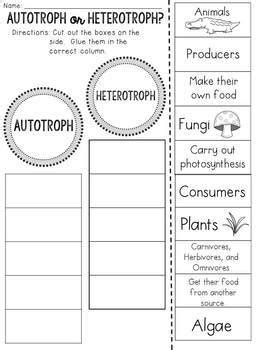 Autotrophs And Heterotrophs Worksheet   Comparing Autotrophs And Heterotrophs - Autotrophs And Heterotrophs Worksheet