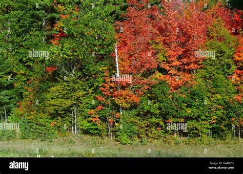 autumn colors
