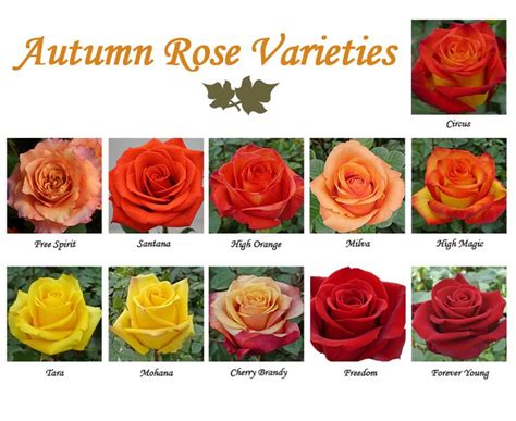 autumn rose nudes