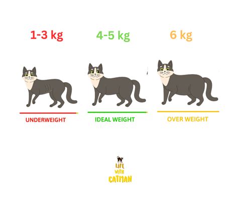 Average Cat Weight In Kg