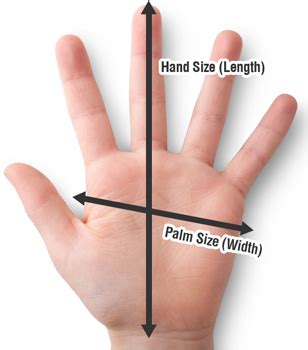 Average Hand Length