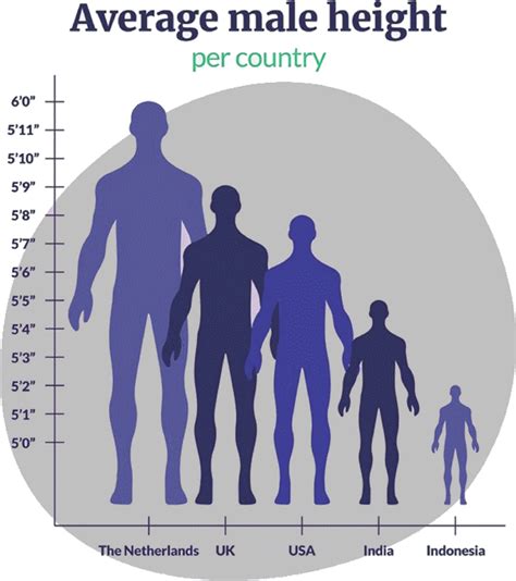 Average Height In Holland