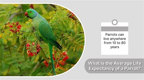 Average Life Of Parrot