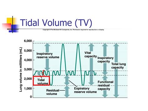 average tidal volume