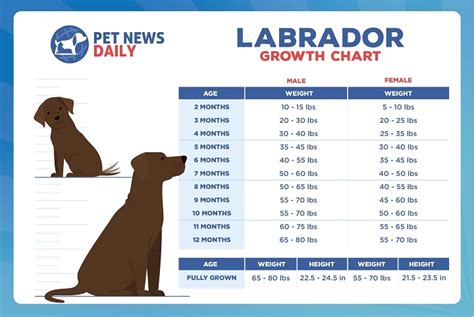 Average Weight For A Lab