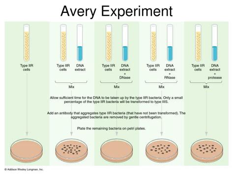 Avery Et Al Experiment Summary