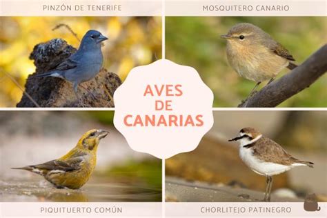 Aves De Canarias