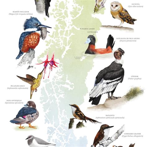 Aves De Chile