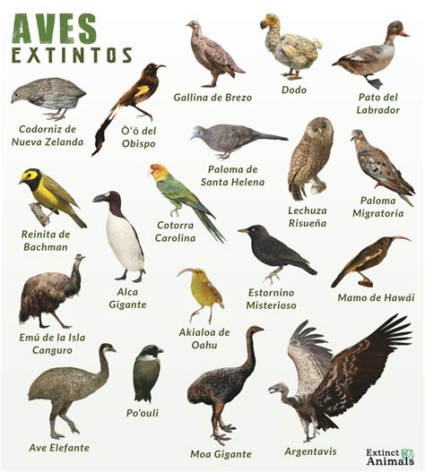 aves extintas especies extintas extinct species