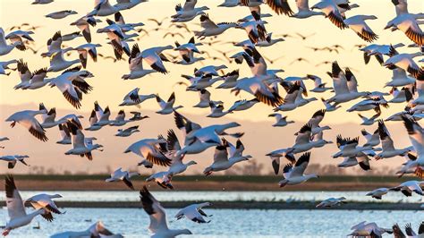 Aves Migratorias