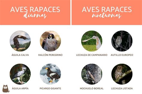 Aves Rapaces De Espaa 4