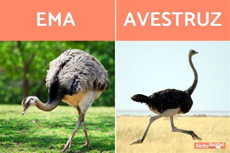 Avestruz E Ema