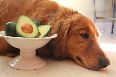 Avocados for Dogs