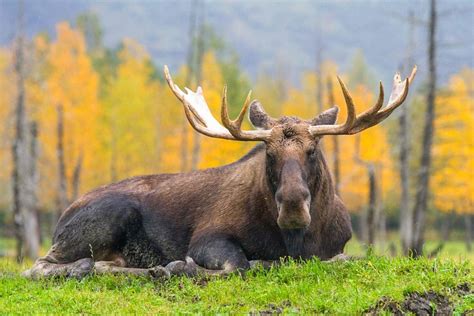 awcc alaska