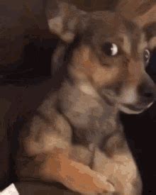 Gif-vif : Daily Dose of GIFs in 2023  Dog gifs, Stop copying me, Funny gif