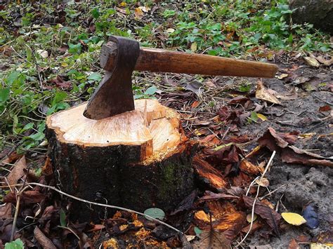 axe in tree stump