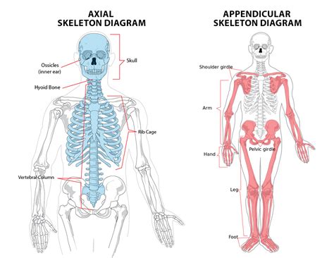 Axial And Appendicular Skeleton