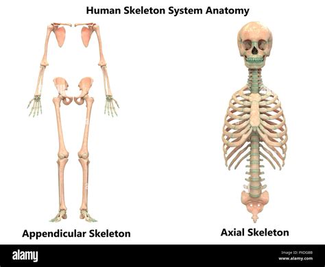 Axial Skeleton And Appendicular Skeleton