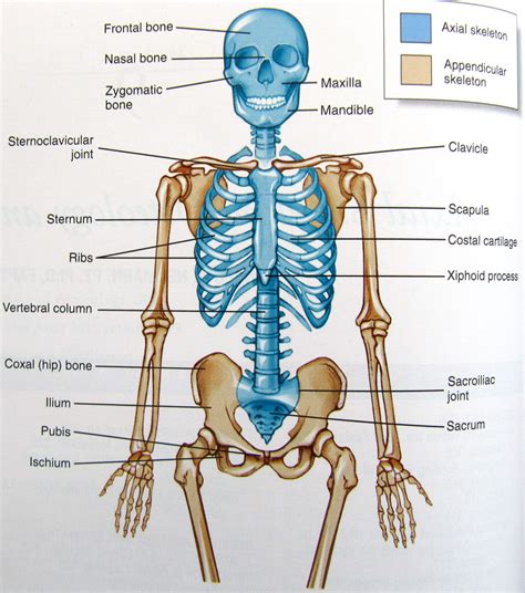 Axial Skeleton Labeling