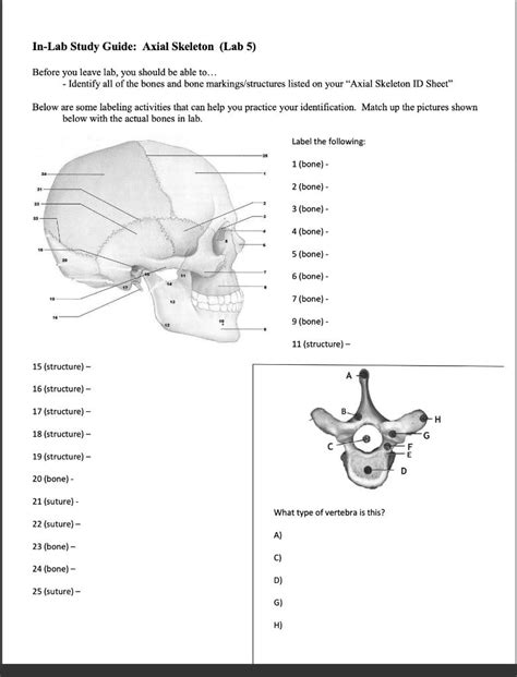 Axial Skeleton Study Guide Images
