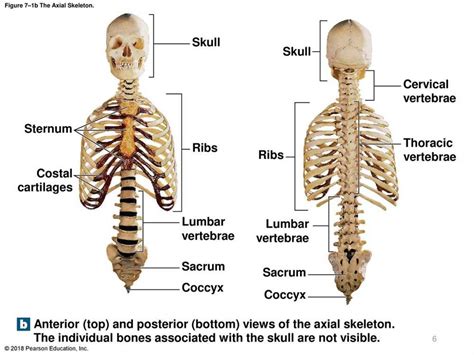 Full Download Axial Skeleton Exercise 9 Answers 