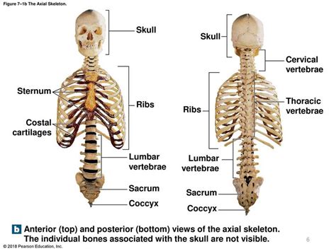 Full Download Axial Skeleton Exercise 9 Answers 