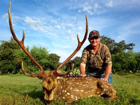 axis deer texas