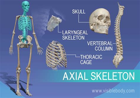 Axis Skeletal System