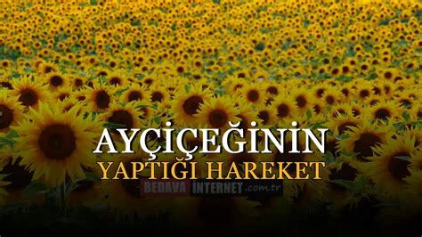 ayçiçeğinin güneşe yönelmesi canlıların hangi ortak özelliğidir.