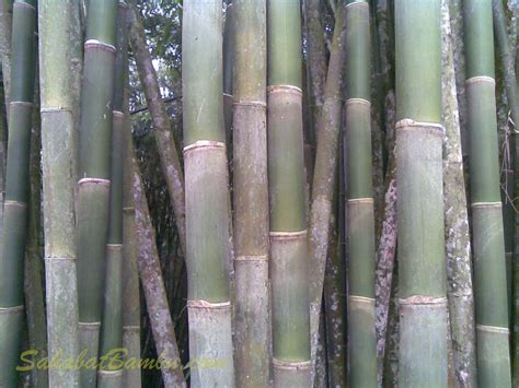 Ayah Memiliki 2 Batang Bambu Yang Panjangnya Masing Ayah Memiliki Tiga Bambu Yang Panjangnya Masing Masing 4 M - Ayah Memiliki Tiga Bambu Yang Panjangnya Masing-masing 4 M