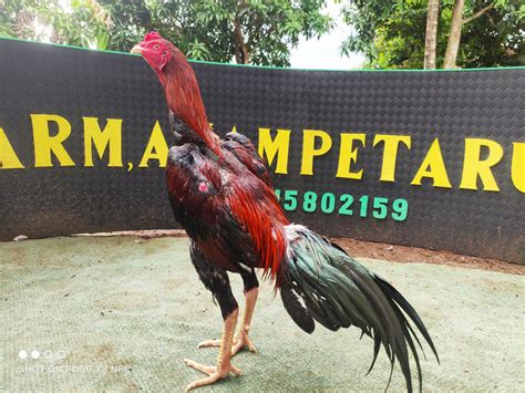 Ayam Aduan Terbaik 2018 Situs Daftar Slot Online Terbaik Dan Pastinya Bayar 100  - Situs Judi Ayam Bangkok Online