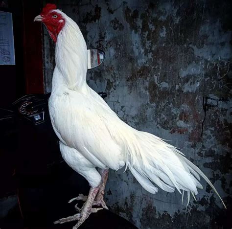 ayam bangkok warna putih