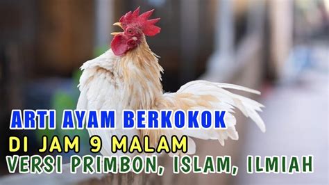 ayam berkokok jam 1 malam apa artinya menurut islam
