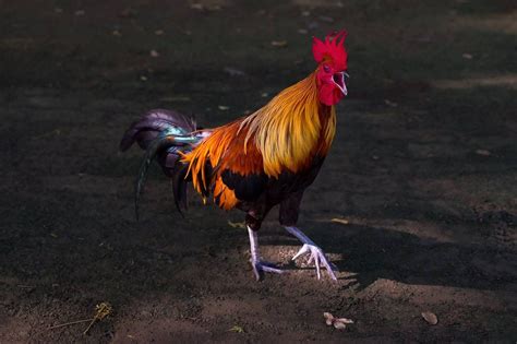 Penyebab Ayam Berkokok di Malam Hari dan Anjuran untuk Berdoa