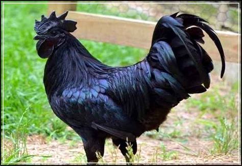 ayam hitam