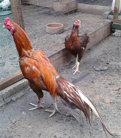 Ayam Siam Jalak Emas  Ayam Betina Jambul Helang Latest - Situs Judi Ayam Bangkok Online