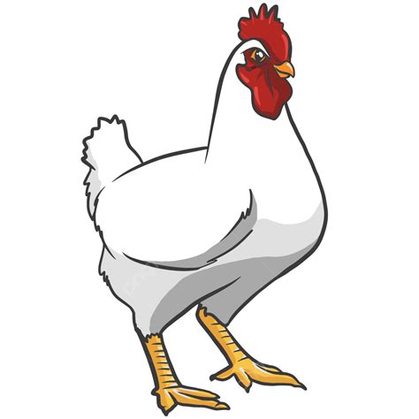 ayam vector | Chicken eggs nh Hnh nh Ti xung