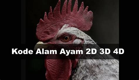 AYAM 2D - Kode Alam Mimpi Tentang Ayam Dalam Togel 2D 3D 4D L777