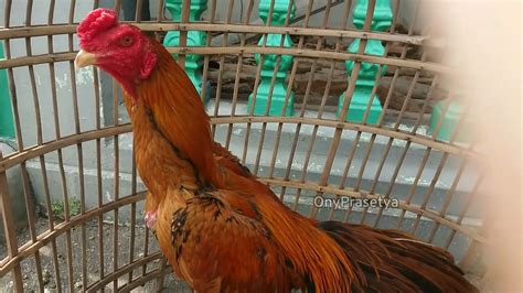 2 Jenis Ayam Bangkok Wiring Kuning , Berikut perbedaannya !