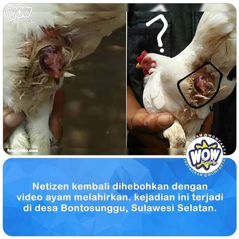 AYAM BERKEMBANG BIAK DENGAN CARA - Cara Mengatasi Maraknya Kucing Liar menurut - Online