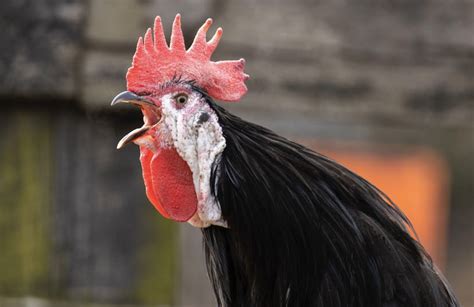 AYAM BERKOKOK DI MALAM HARI - Mitos Ayam Berkokok Malam Hari, Ini Arti dan Maknanya