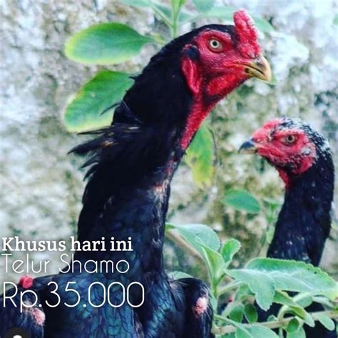 AYAM SHAMO - Mengenal Ayam Shamo yang Harganya Fantastis