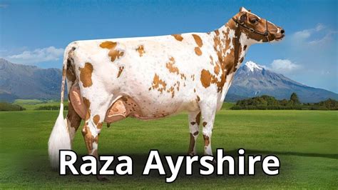 ayrshire porn