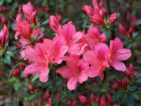 azalea color