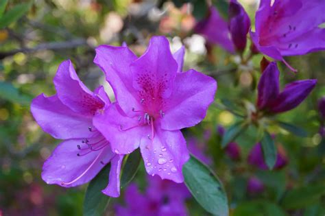 azalea colors