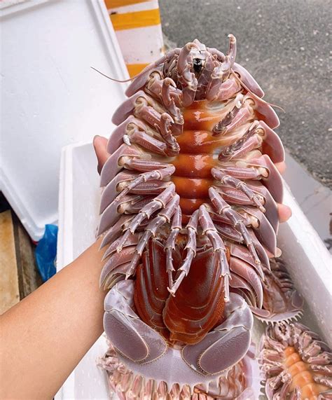 bọ biển | B bin c g c bit m