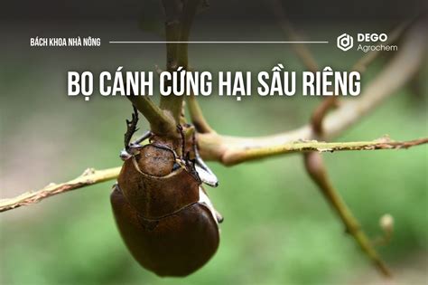 bọ cánh cứng | 7 loi b cnh cng ph bin