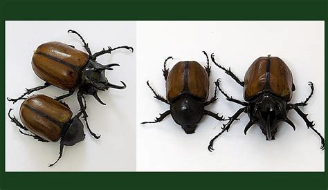 bọ hung | B hung tc dng cha bnh ca