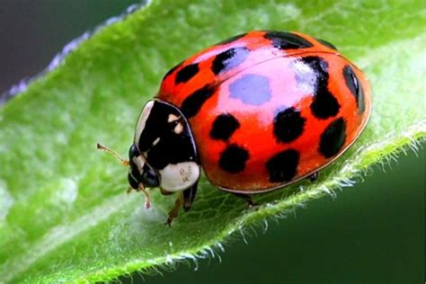bọ rùa | Thin ch b ra v kh nng